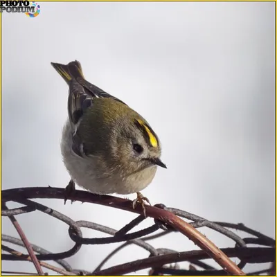 Желтоголовый королек (Regulus regulus)