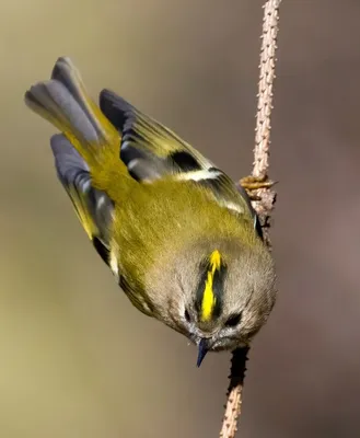 Желтоголовый королёк, Regulus regulus regulus, Goldcrest | Flickr