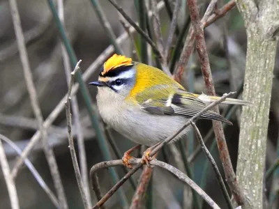 Красноголовый королёк - eBird