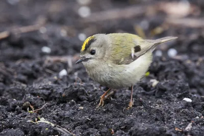 Желтоголовый королёк | Goldcrest | Regulus regulus | Птицы