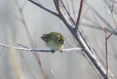 Королек красноголовый (Regulus ignicapillus). Фотогалерея птиц. Фотографии  птиц России, Беларуси, Украины, Казахстана, Таджикистана, Азербайджана.