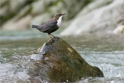 Оляпка (Cinclus cinclus). Птицы Европейской России.