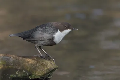 Как оляпка ныряет. Съемка 180 и 120 кадров в секунду, slow motion  White-throated dipper - YouTube