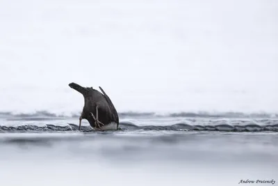 Оляпка - русалка речных вод - ANIMAL PHOTO