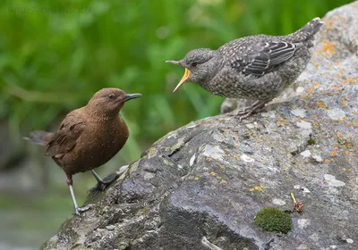 Белоголовая оляпка (rivularis) - eBird