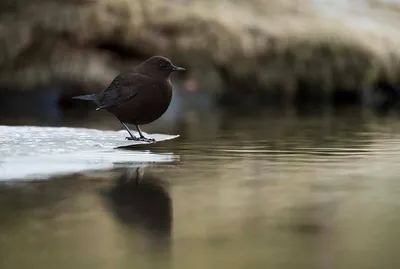 Фотография Обыкновенная оляпка (Cinclus cinclus) Птицы Дагестана | Фотобанк  ГеоФото/GeoPhoto | GetImages Group