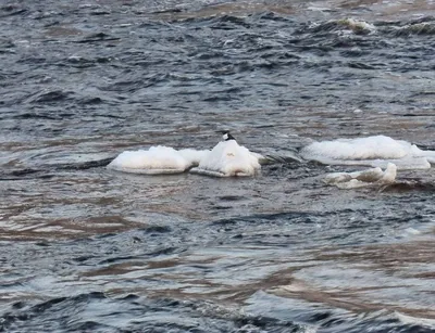 В Боровичском районе на Мсте в объектив фотографа попала оляпка – птица-водолаз  | Новгородские Ведомости