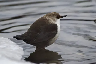 Оляпка (Cinclus cinclus). Птицы Сибири.