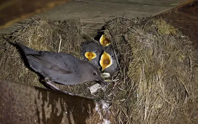 Оляпка или водяной воробей. :: Светлана Ивановна Медведева – Социальная  сеть ФотоКто