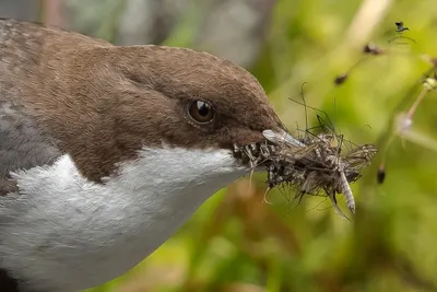 Оляпка зимой / White-throated dipper - YouTube