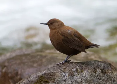 Фотография Обыкновенная оляпка (Cinclus cinclus) Птицы западного Кавказа |  Фотобанк ГеоФото/GeoPhoto | GetImages Group