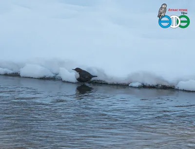 В Смоленском Поозерье обнаружена редкая «птица-водолаз» - Общество |  Информагентство \"О чем говорит Смоленск\" 23.11.2022