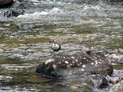 Оляпка (Cinclus cinclus). Птицы Сибири.