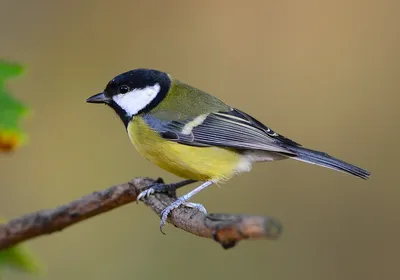 Синица большая (Parus major)