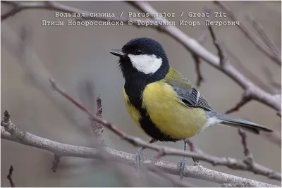 ФотоБлог Торгачкин Игорь Петрович © Igor Torgachkin: Большая синица / Parus  major / Great Tit