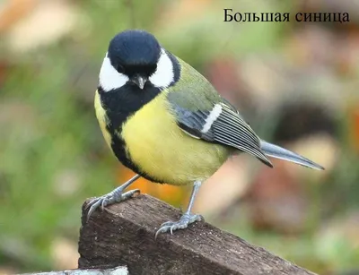 Природа, животные, птицы, фауна, синица, большая синица, больша́к, Parus  major, синицевые, воробьинообразные Stock Photo | Adobe Stock