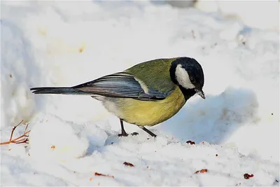 Большая синица (Parus major) - Приокско-Террасный государственный природный  биосферный заповедник