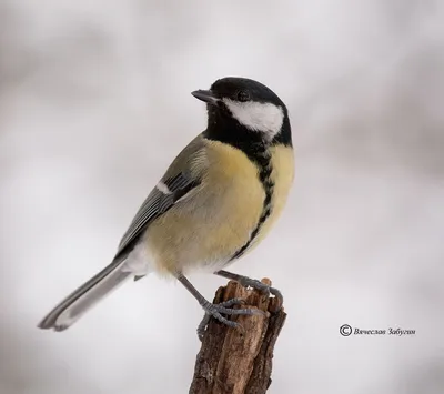 ФотоБлог Торгачкин Игорь Петрович © Igor Torgachkin: Большая синица / Parus  major / Great Tit