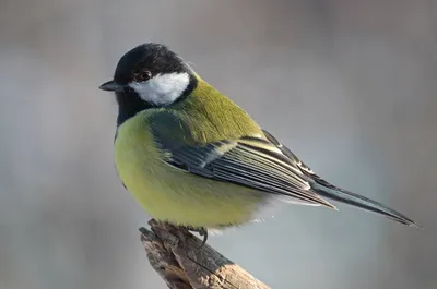 Большая синица (Parus major). Птицы Сибири.