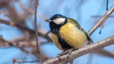 Природа, животные, птицы, фауна, синица, большая синица, больша́к, Parus  major, синицевые, воробьинообразные Stock Photo | Adobe Stock