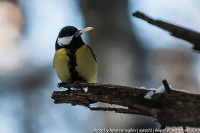 Большая синица (Parus major). Птицы Сибири.