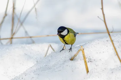 Новые фото: Синицы и их гнёзда « Fotoparus