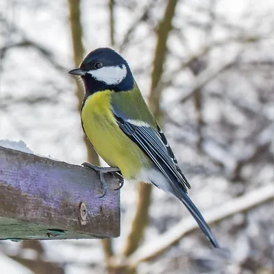 Голоса птиц Как поет Синица большая (Parus major) - YouTube