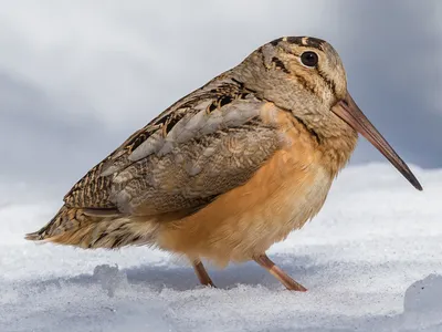 Американский вальдшнеп - eBird