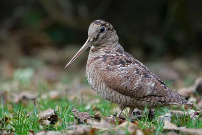 Американский вальдшнеп - eBird