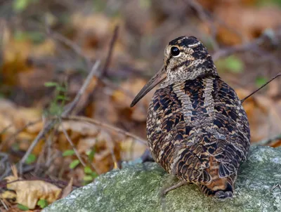 An awkward Eurasian woodcock. Birds with head injuries - YouTube