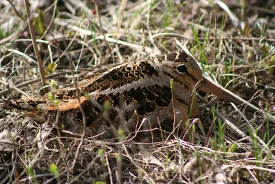 Вальдшнеп (Scolopax rusticola). Птицы Кыргызстана.