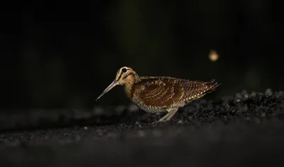 Амамийский вальдшнеп — Википедия