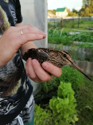 Евроазиатский вальдшнеп (rusticola вальдшнепа) изолированный на белизне  Стоковое Изображение - изображение насчитывающей вальдшнеп, фауна: 52043355