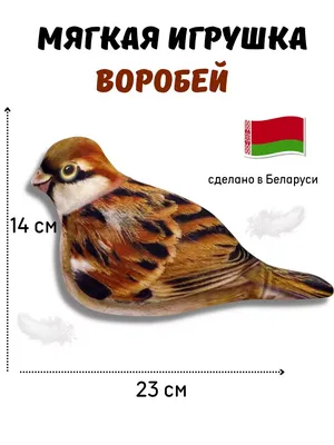 Птица воробей (120 фото): виды, где живут, особенности, размеры, интересные  факты, питание