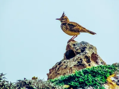 Полевой жаворонок [группа arvensis] - eBird