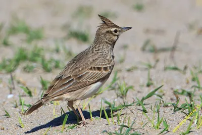 Crested Lark - Cochevis huppé | Жаворонок, Птицы, Воробьи