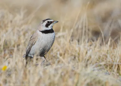 Хохлатый жаворонок Galerida cristata Crested lark