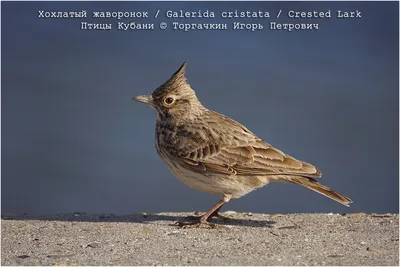 Рогатый жаворонок (Eremophila alpestris). Птицы Сибири.