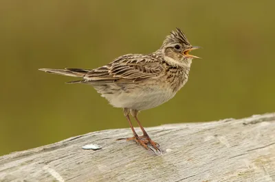 Жаворонок полевой (Alauda arvensis pekinensis). Фотогалерея птиц.  Фотографии птиц России, Беларуси, Украины, Казахстана, Таджикистана,  Азербайджана.