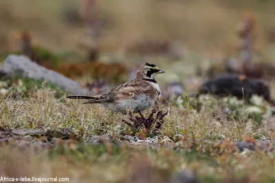 Хохлатый жаворонок (Galerida cristata) - Crested Lark | Film Studio Aves -  YouTube