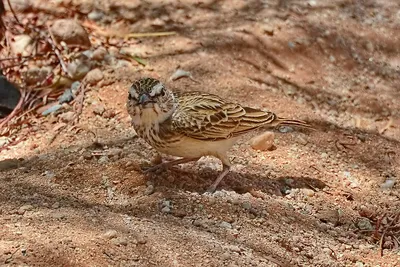 Фотография Степной жаворонок (Melanocorypha calandra) Птицы Дагестана |  Фотобанк ГеоФото/GeoPhoto | GetImages Group