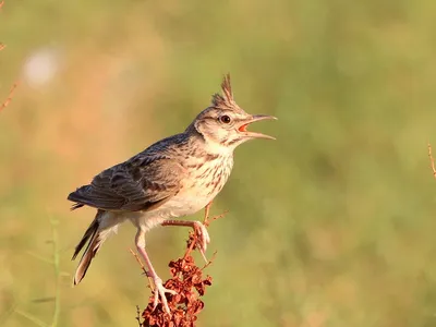 Монгольский жаворонок - eBird