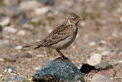 Полевой жаворонок Alauda arvensis Eurasian Sky Lark