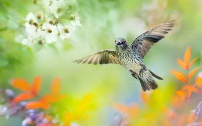 картинки : клюв, Саванна воробей, Emberizidae, Жаворонок, Домашний воробей,  Ветка, Дикая природа, Воробей, Птица-птица, Певчий птица, провод, Зяблик,  Pine Siskin, колючая проволока 2824x3443 - - 1486811 - красивые картинки -  PxHere