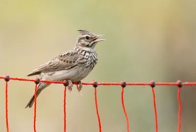 Хохлатый жаворонок (Galerida cristata) Crested Lark - Жаворонковые  (Alaudidae) - Воробьеобразные Passeriformes - Классификатор птиц Таганрога  и Неклиновского района - Птицы Ростовской обл.В основе-Птицы  Таганрога/Некл.р-на