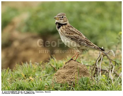 Степной жаворонок (Melanocorypha calandra). Птицы Европейской России.