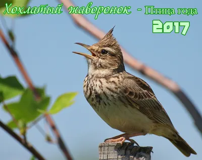 Фотография Степной жаворонок (Melanocorypha calandra) Птицы Дагестана |  Фотобанк ГеоФото/GeoPhoto | GetImages Group