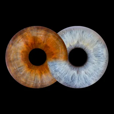 eye.scan