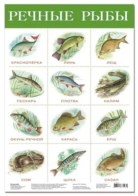 Плакат. Речные рыбы - купить с доставкой по выгодным ценам в  интернет-магазине OZON (534963075)