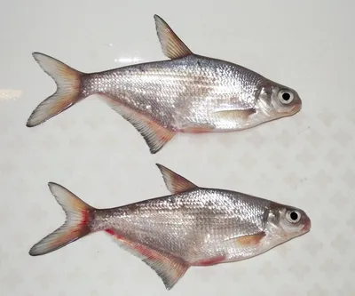 Какая рыба полезнее – морская или пресноводная - МК Калуга